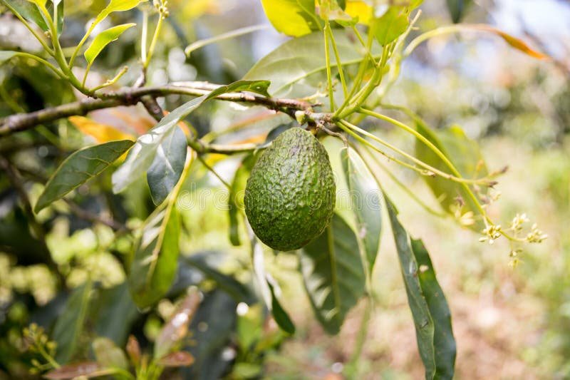 Avocado plantation