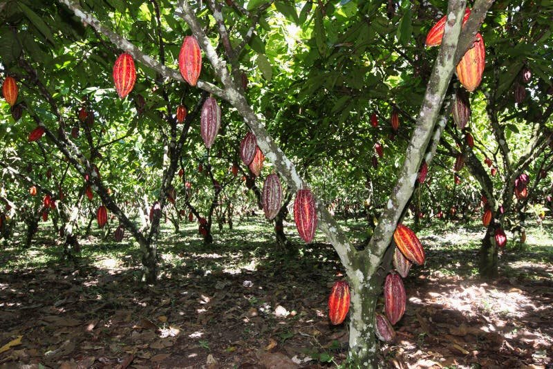 Cacao plantation