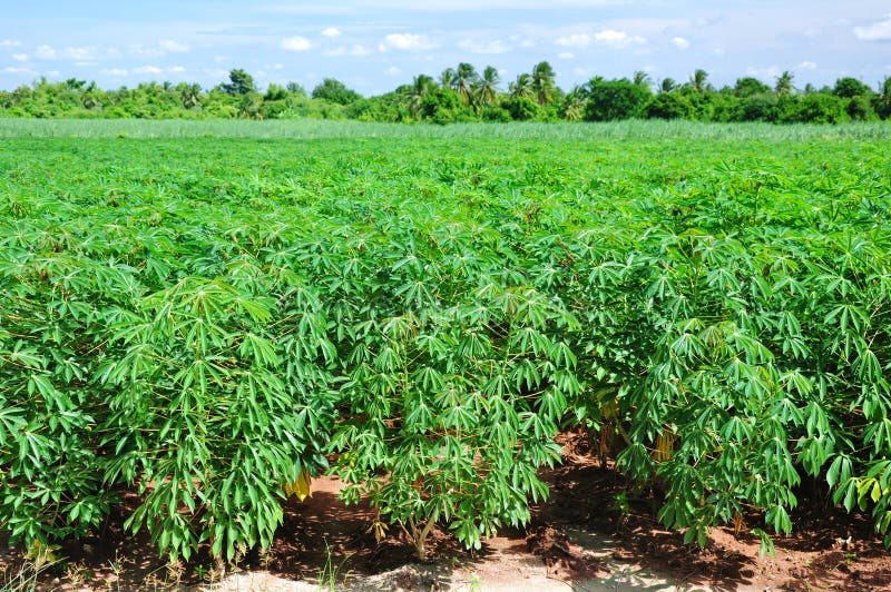 Cassava plantation
