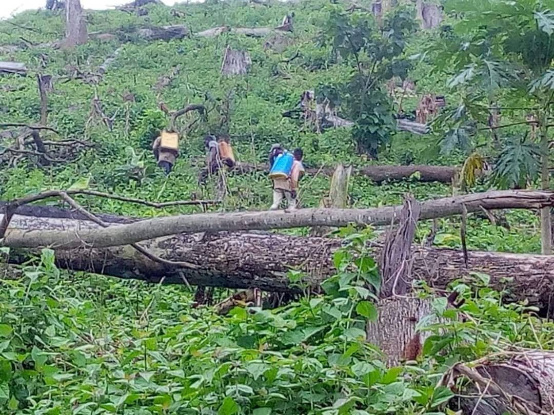 Preparing virgin forest for crop planting