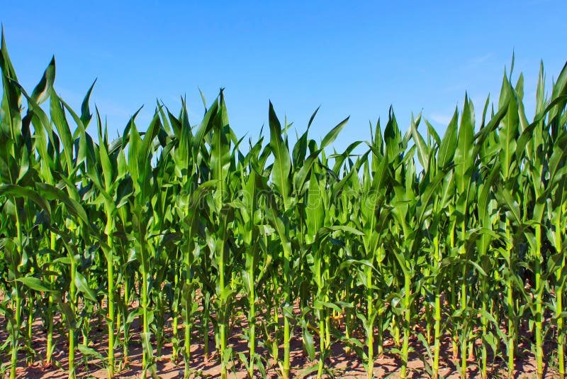 Agriculture Services