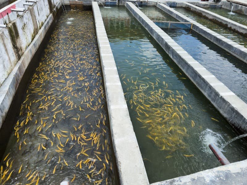 Fish farm