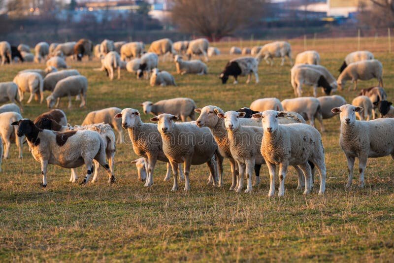 Goat farm