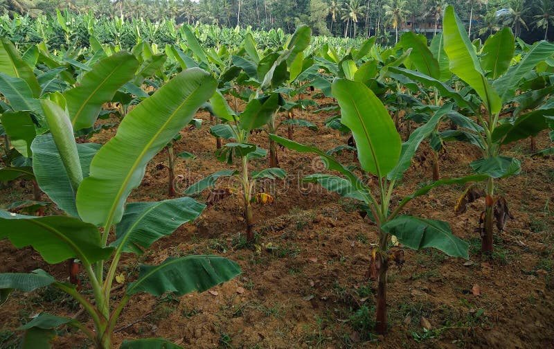 Plantain / Banana plantation