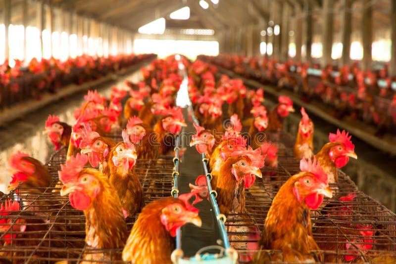 Poultry farm