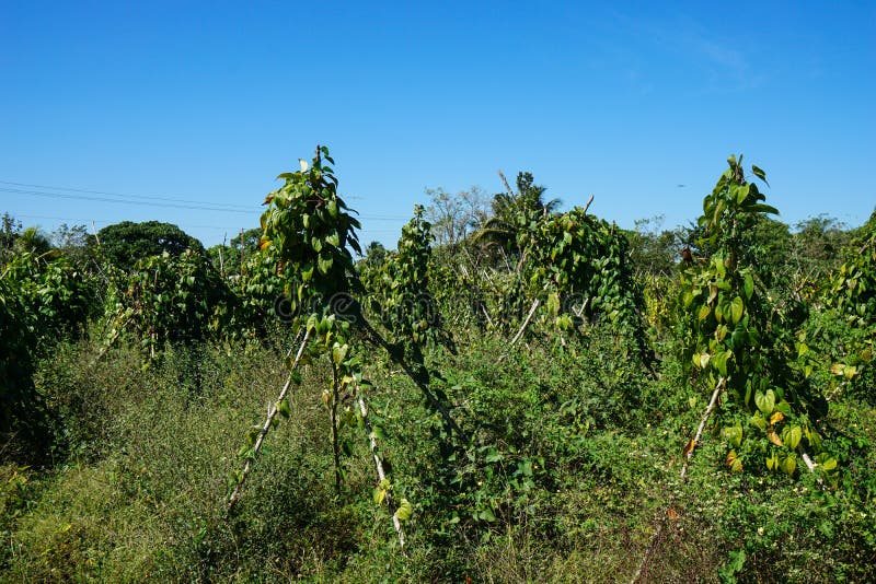 Rubber seedlings nursery